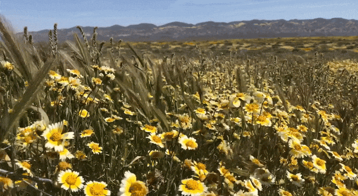 The Wild Sunflower Collection